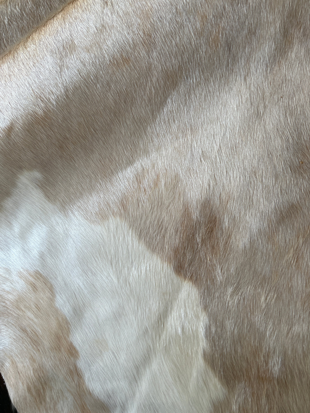 Premium Cowhide Rug 455 243cm x 208cm (96" x 82") XXL - cowhiderugslondon.co.uk